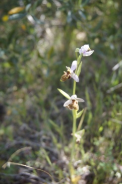 Ophrys scopolax