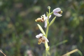 Ophrys scopolax