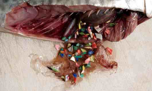 peces plástico
